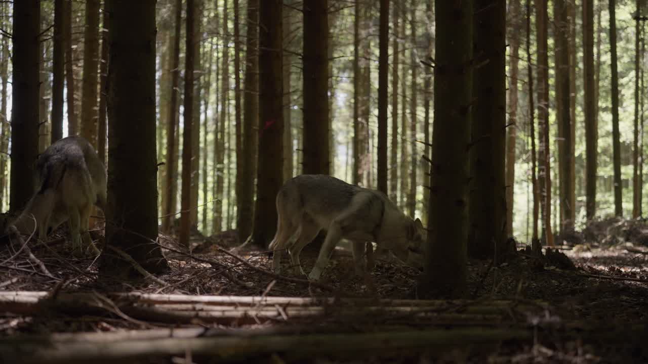 un perro lobo olfateando en el bosque