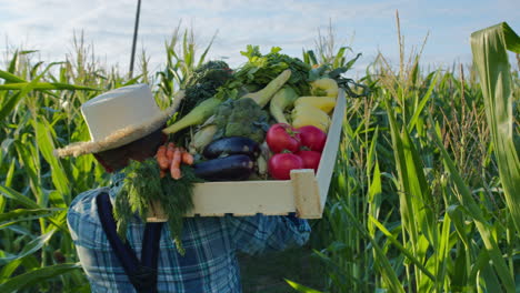 agricultor que lleva una caja de madera de productos frescos en un campo de maíz