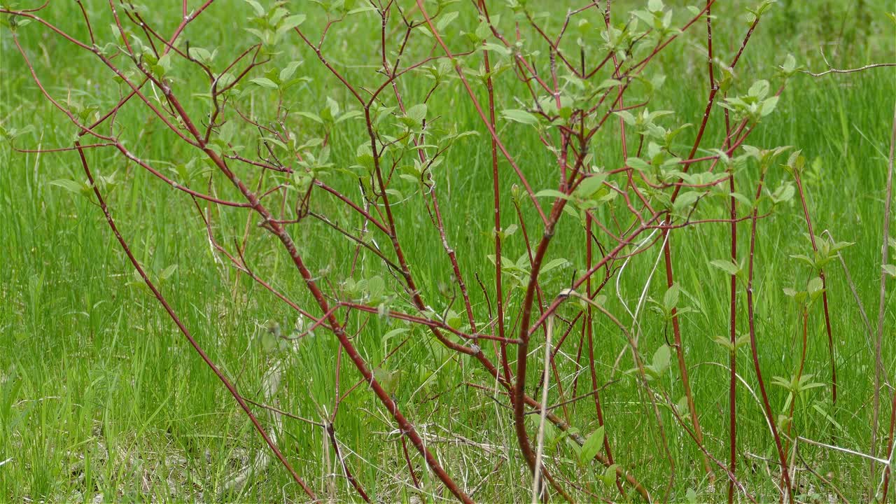 un pájaro carricero de magnolia saltando sobre un tweak y volando