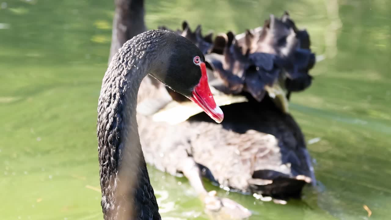Detailed view of black swans with red beaks swimming in a green pond, showcasing their elegant feathers.