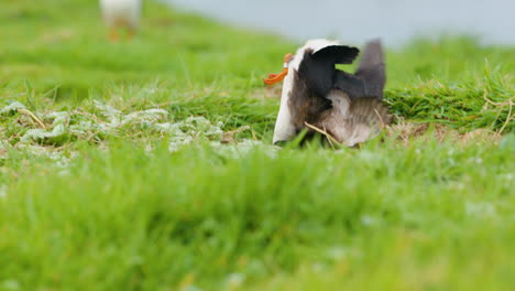 Atlantic-Puffin-trying-to-collect-nesting-material-but-falls-over-and-crashes-on-Lunga-Island,-Scotland---Slomo