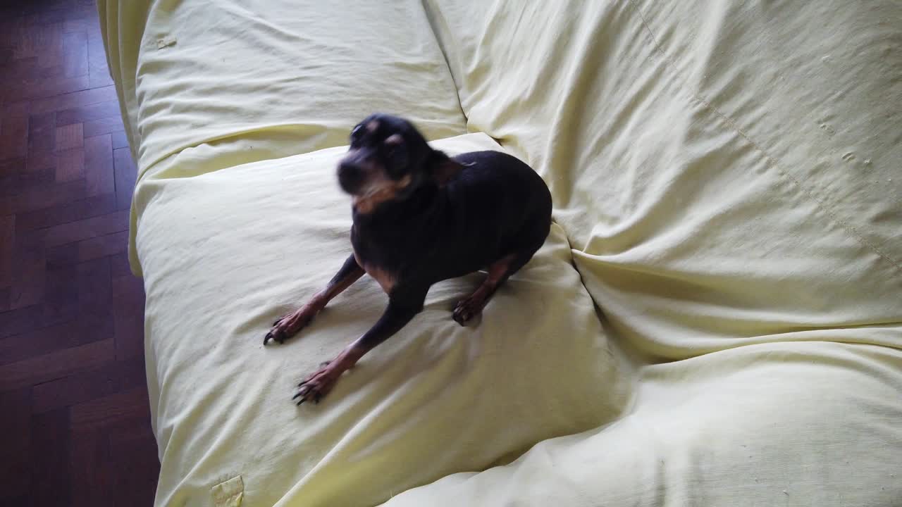 귀여운 미니 핀처 개는 노란 소파에서 뛰어내려 주인을 환영합니다. 검은색과 갈색, 행복한 작은 동물.