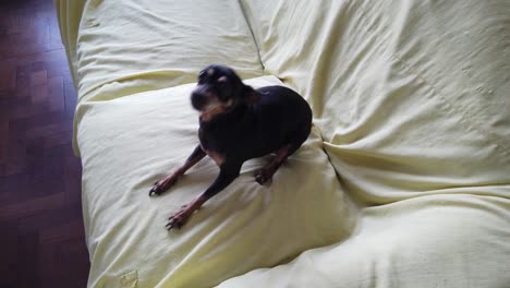 el perro mini pinscher se excita saltando en el sofá amarillo dando la bienvenida al dueño negro y marrón pequeño animal feliz