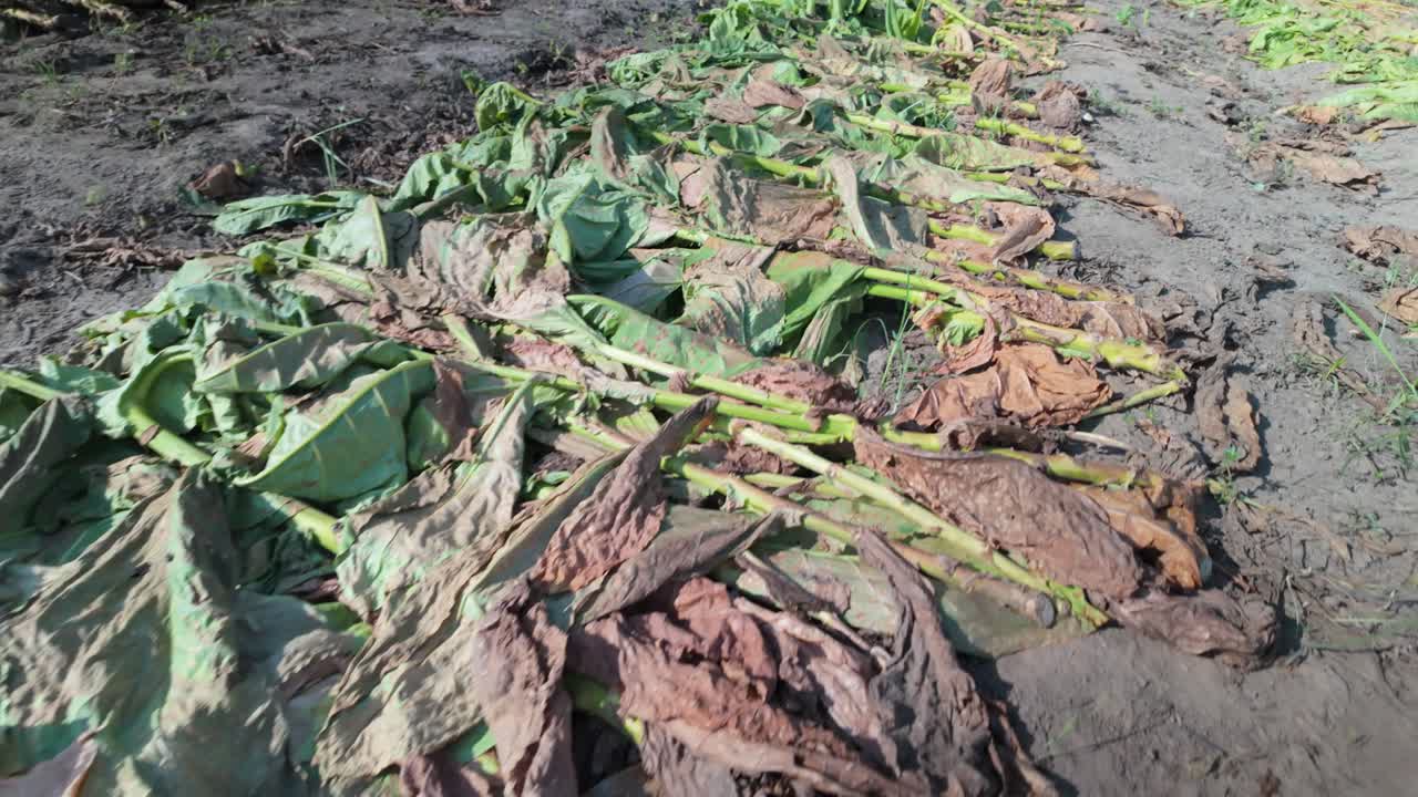 Cut tobacco leaves lie on soil, ready for harvest in a rural farming setting