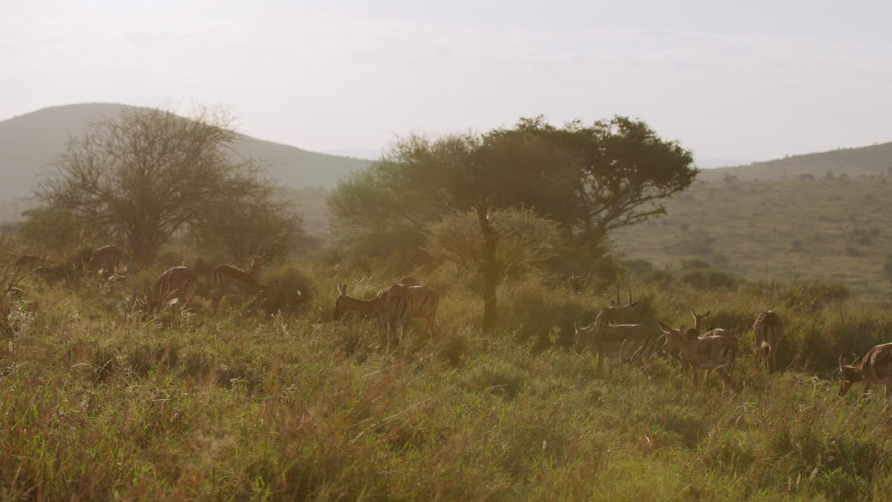 Mandria di impala al pascolo nella savana con collina e alba
