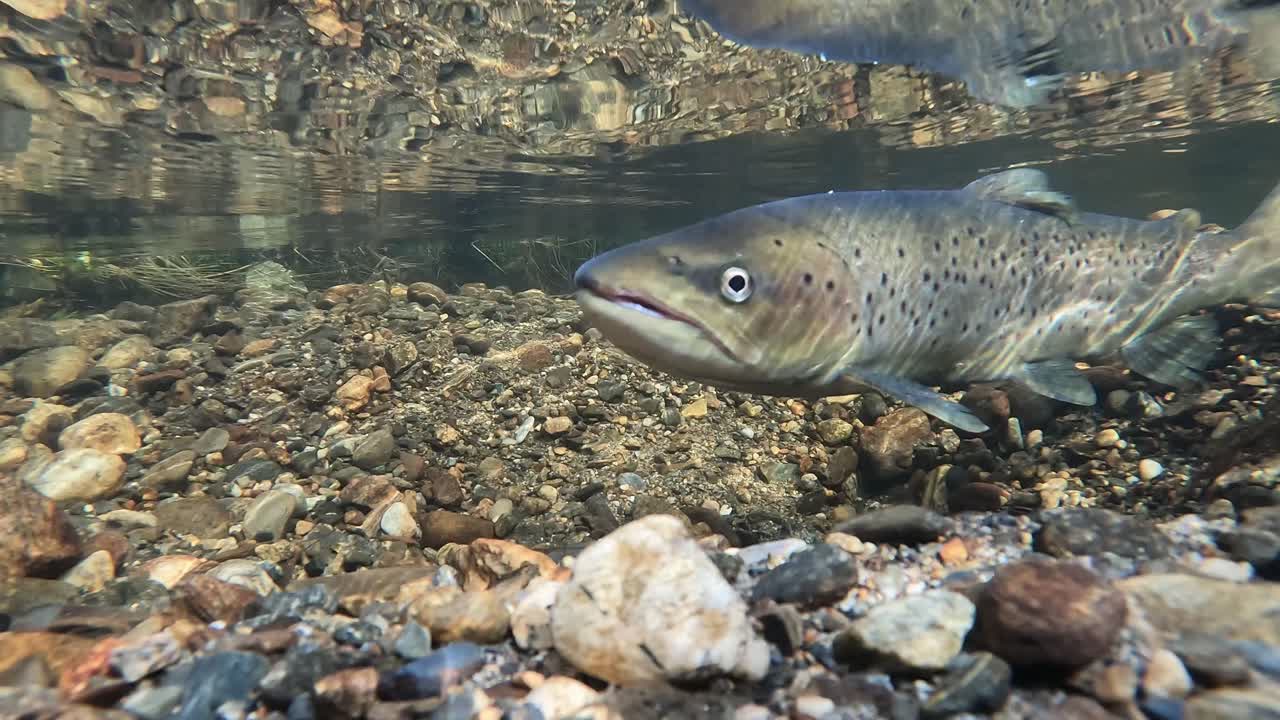 Vista subacquea di una trota di mare che nuota in un fiume norvegese poco profondo durante la migrazione autunnale per la riproduzione