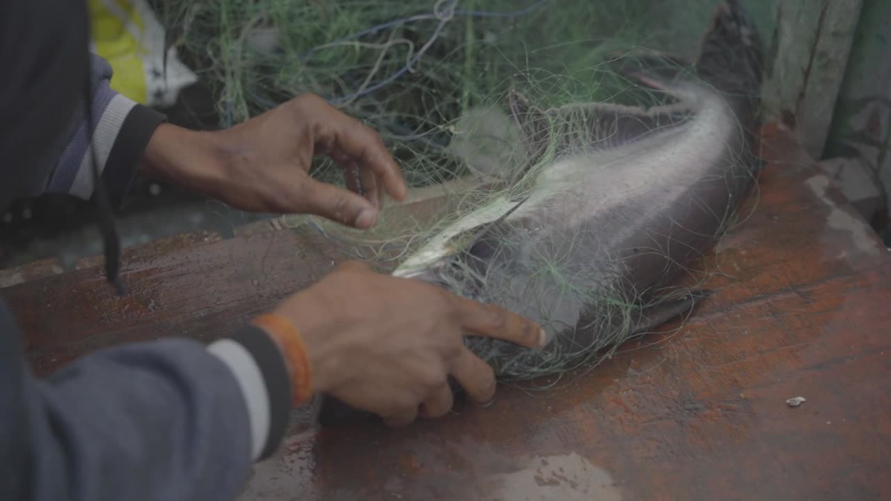 A fisherman pulling trapped fish out of the fishing net, Jharkhand