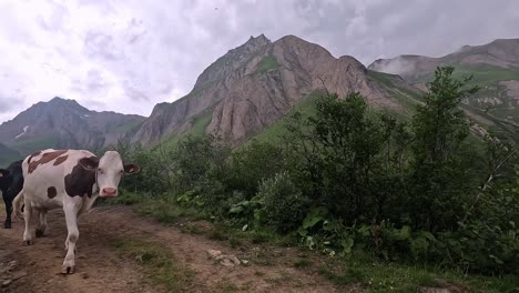 Viele-Kühe-Ziehen-Auf-Einem-Alpenweg-Vorbei,-Umgeben-Von-Den-Bergen-Der-Alpen