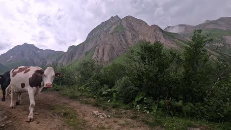 un montón de vacas pasando por una pista alpina rodeada de montañas de los alpes