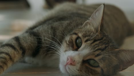 retrato de un gato atigrado soñoliento descansando cómodamente en el suelo