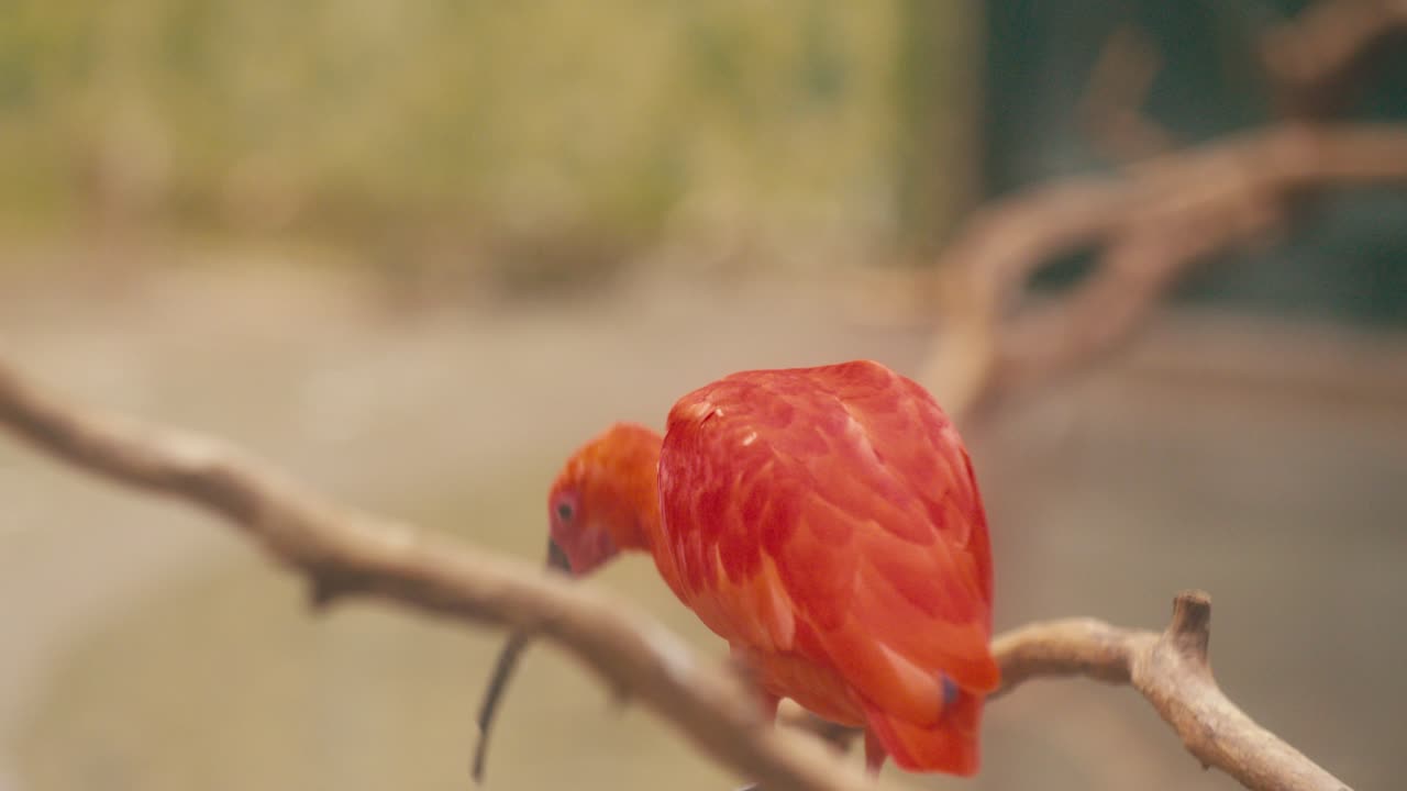 scarlet ibis bird, wildlife animal in the zoo, close-up view, digital film look