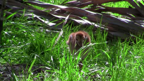 A-snadhill-crane-chick-walks-in-the-grass-as-its-mother-looks-on-3