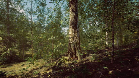Lush green forest with sunlight filtering through leafy canopy under blue sky