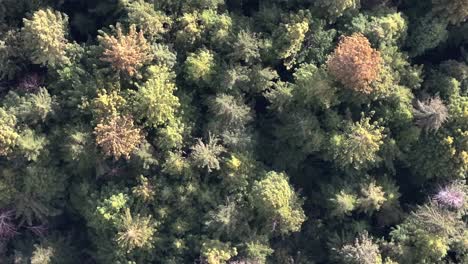 Soar-above-the-majestic-redwoods-in-California-with-this-aerial-nose-down-shot,-capturing-the-lush-treetops-and-the-awe-inspiring-height-of-these-ancient-giants