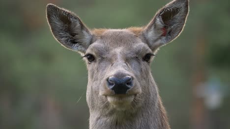 head on portrait of majestic fallow deer with a serene look - close up