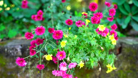 Flor-En-El-Jardín-Brillaba-Al-Sol-52