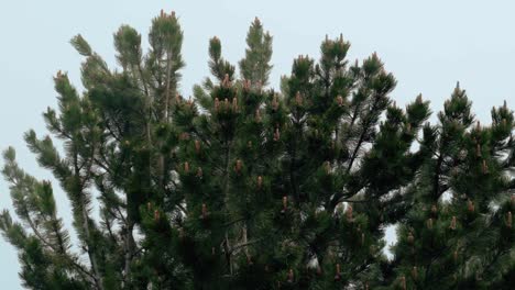 wonderful view of a dense bosnian pine tree with cones on a misty day - medium shot