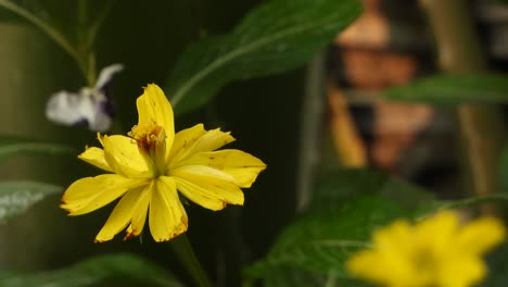 Großblumiger-Zeckensamen---Gelb-grün-golden