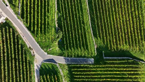 Aerial view of Montenegro’s patterned green fields under clear sunlight, revealing natural beauty.