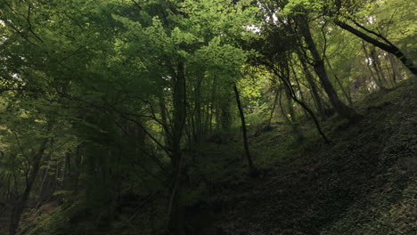Mystical-dark-woodland-landscape-in-Spain,-dolly-forward-view