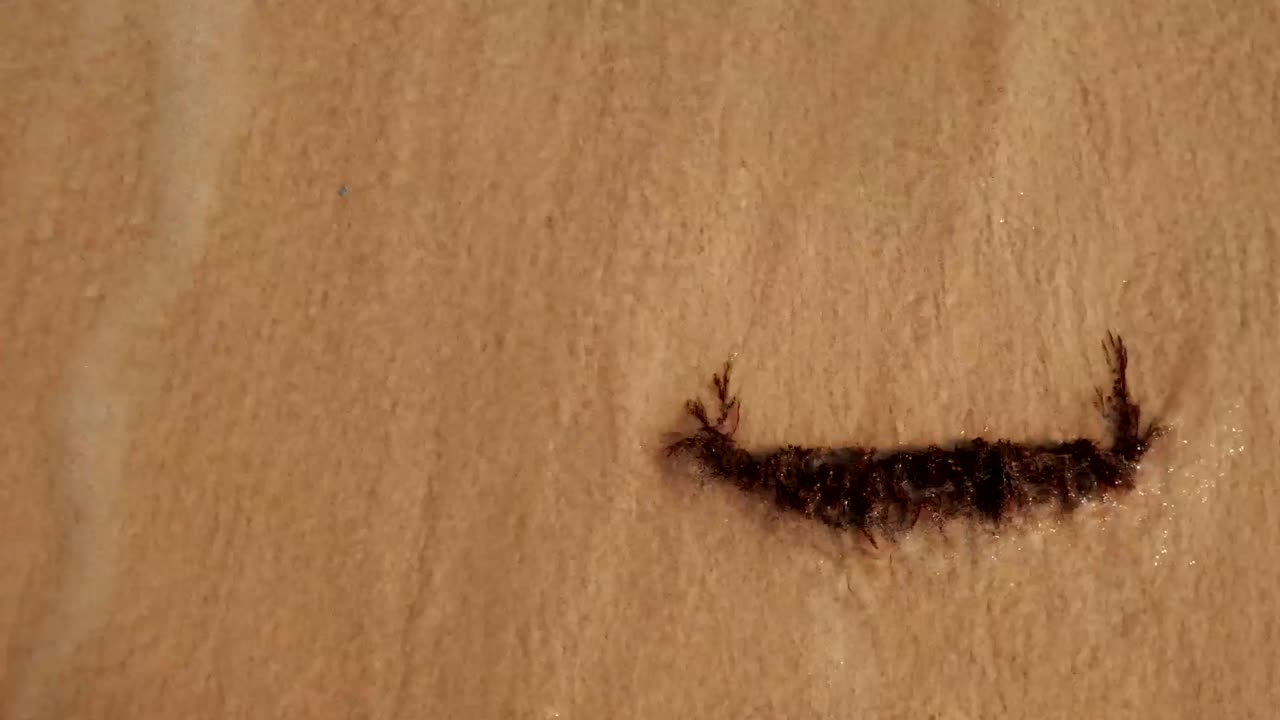 las algas llevadas por la ola en la costa tropical