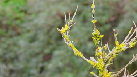 hongos de las teloschistaceae. hongos formadores de líquenes