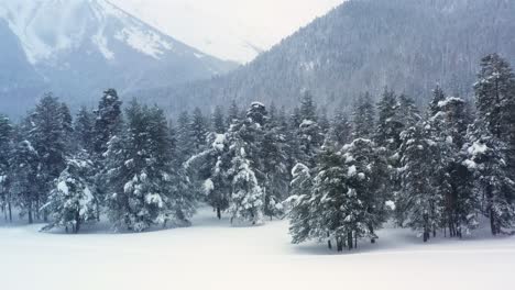 Hermoso-Bosque-De-Nieve-En-Invierno.-Volando-Sobre-Pinos-Cubiertos-De-Nieve.