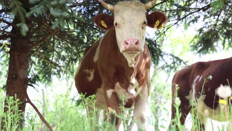 Rebaño-De-Vacas-Pastando-En-Un-Campo-Abierto-Verde-Fresco-En-Un-Día-Nublado-De-Verano