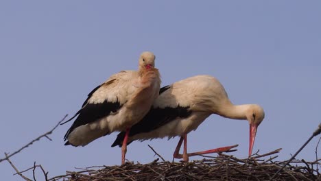 white stork pair stand in wooden branch nest, scratch neck with leg