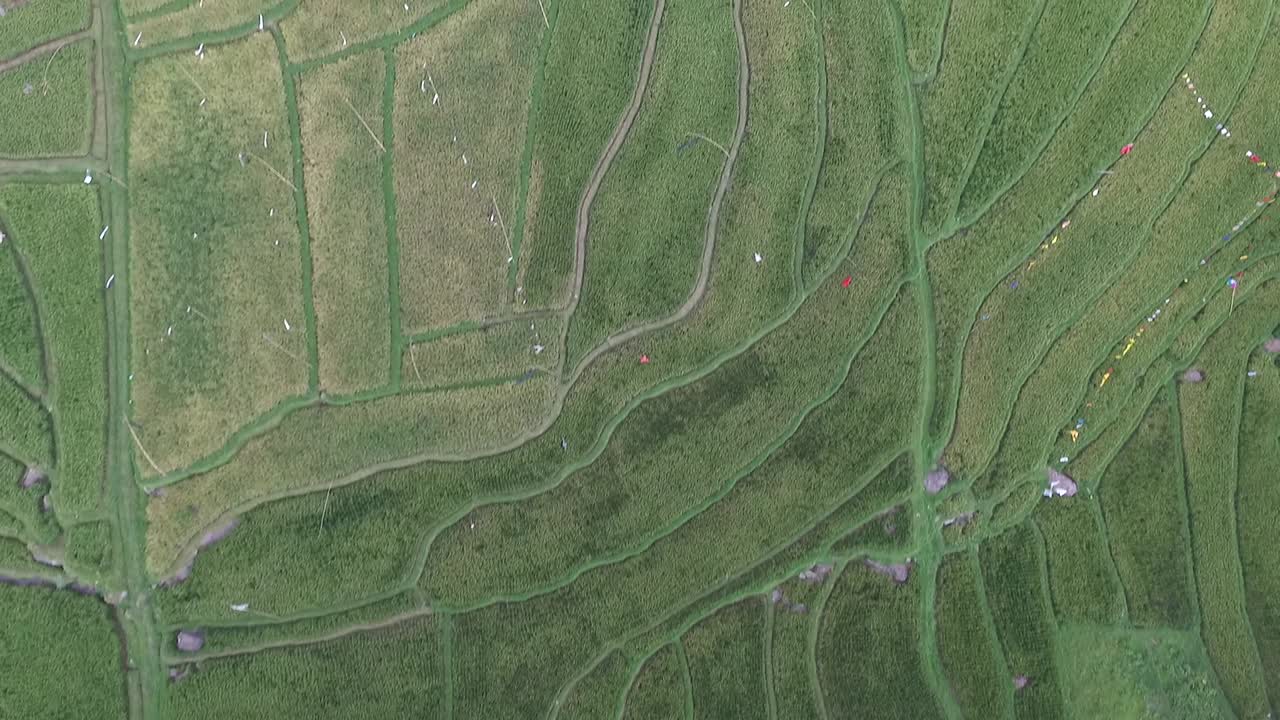 tomas aéreas de arrozales. jati luwih-5