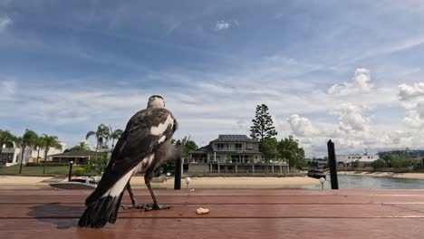 magpie eating and interacting on a sunny pier.