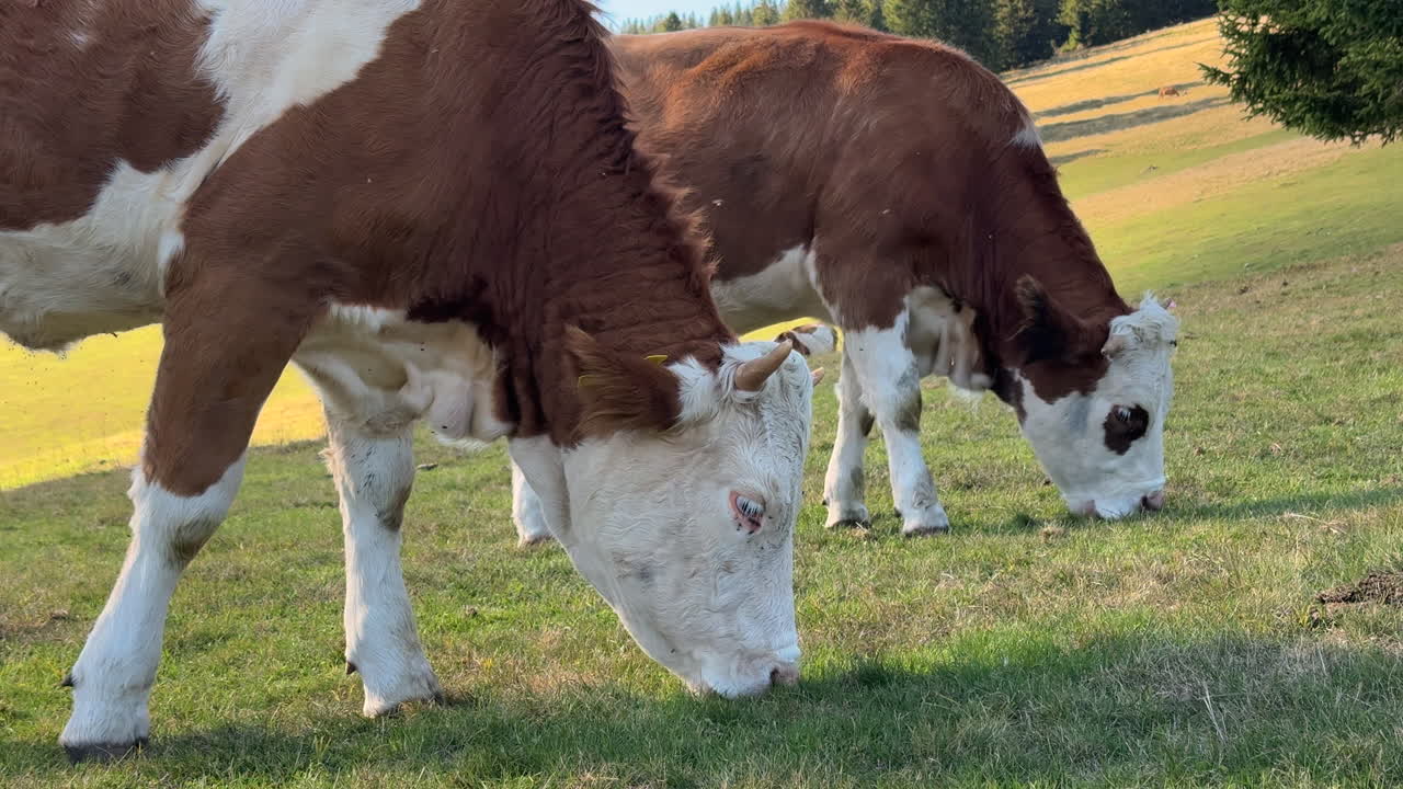 Brown and white cows eating grass on sunny free range mountain meadow in summer