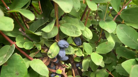 ripe haskap berries on a bush in sunshine