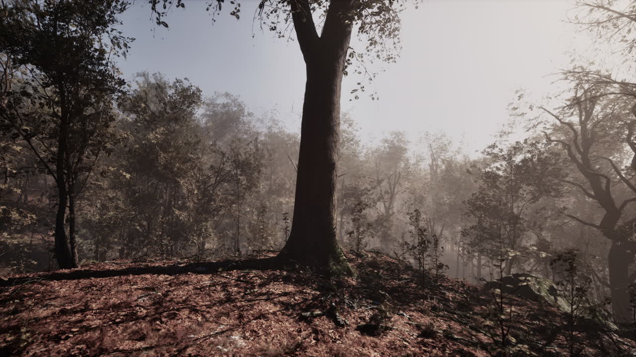 在森林裡的霧的早晨