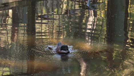 duck swimming and splashing in a pond