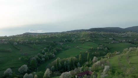low-flying drone captures central slovakia's hrinova area, skimming close to blooming pear trees amidst rolling hills