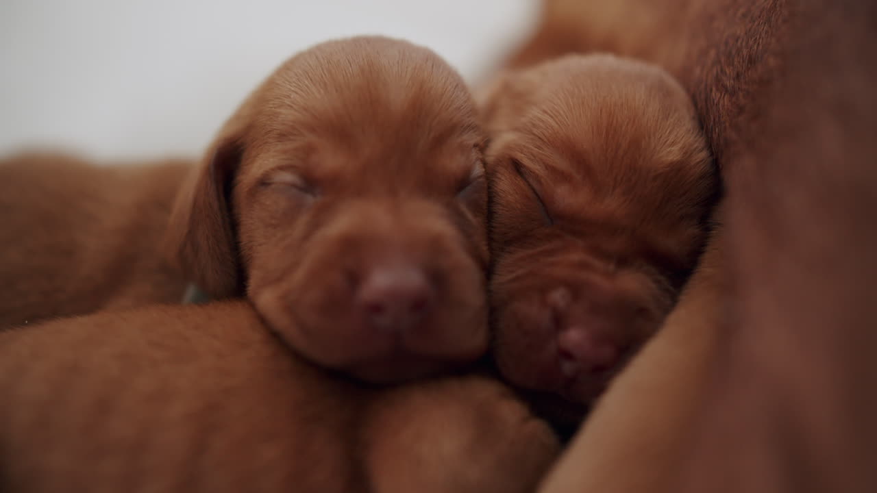 los perros recien nacidos duermen todos juntos 03