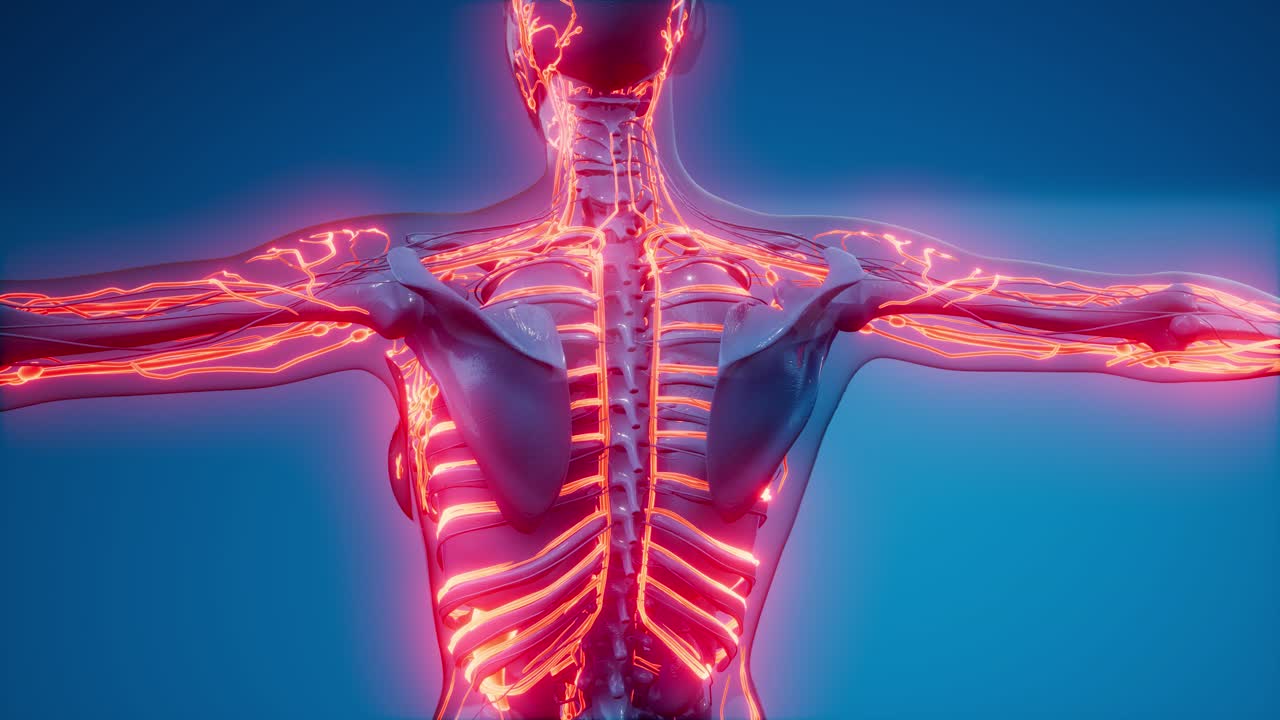 vasos sanguíneos del cuerpo humano