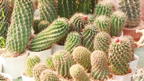 variedad de cactus y suculentas en ollas
