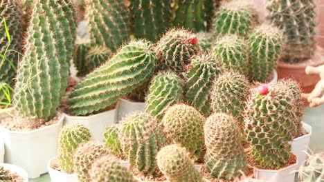 variety of cacti and succulents in pots