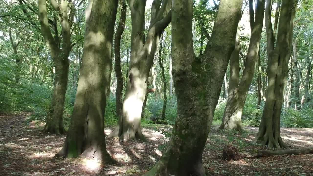 moviéndose a través de los árboles de los bosques - follaje