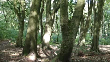 moving through woodlands trees - foliage