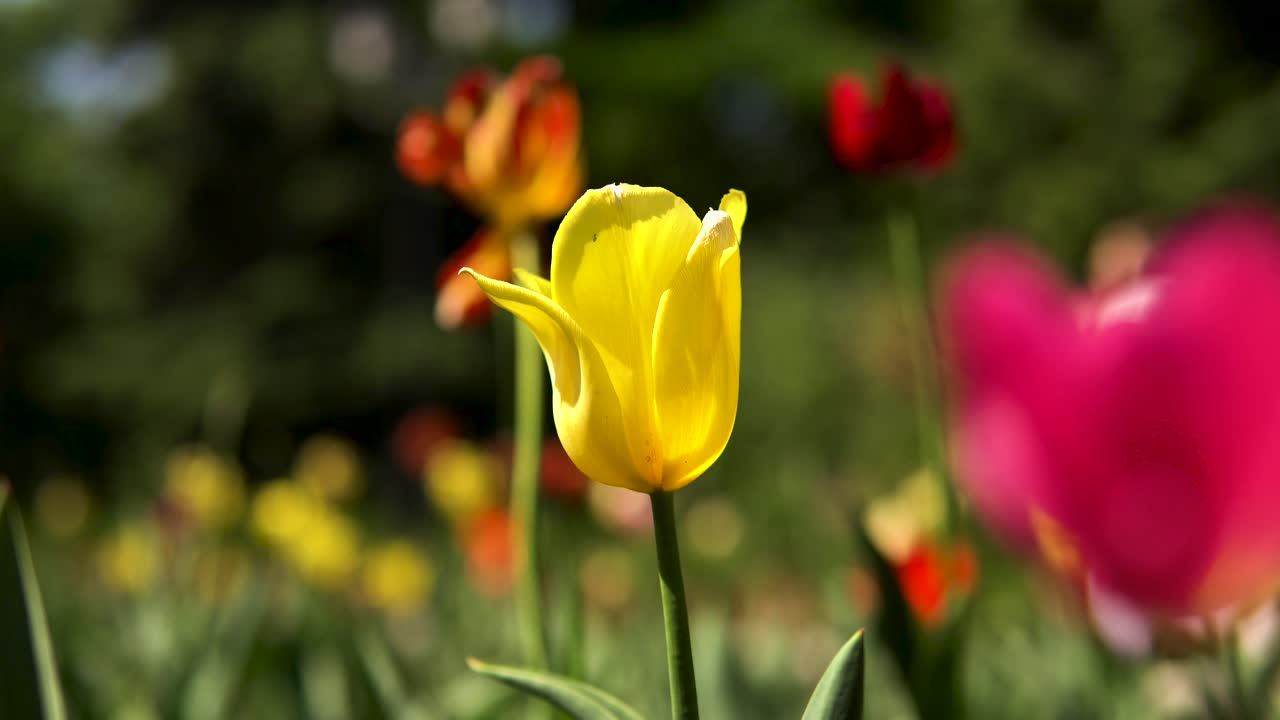 Värikkäät tulppaanit puutarhassa