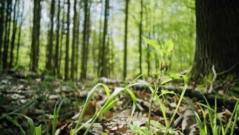 Low-Angle-Shot-Eines-Kleinen-Baumes,-Der-Im-Wald-Wächst,-Und-Riesige-Andere-Bäume