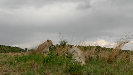 pair of lionesses resting as one gets up and scans territory, low angle