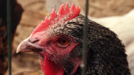 poultry in cages looking at the camera