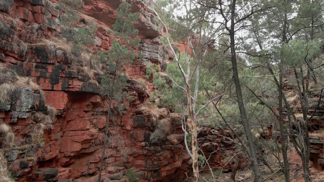Scenic Alligator Gorge red cliffs and river gum drone shot, Mount Remarkable National Park, South Australia