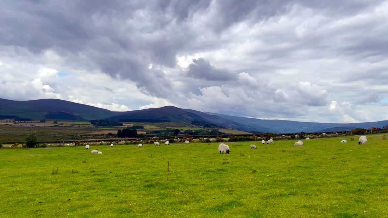 Prato verde con pecore nelle montagne dell'Irlanda