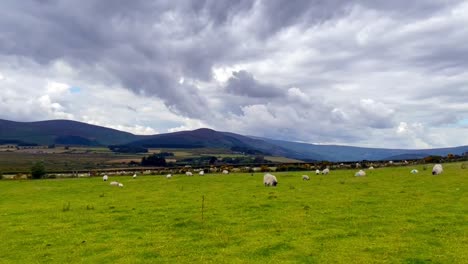 campo verde herboso con ovejas en las montañas de irlanda