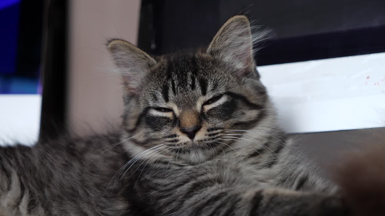 depresión deprimido cansancio triste malestar débil infeliz gato maincoon gatito desesperado indefenso